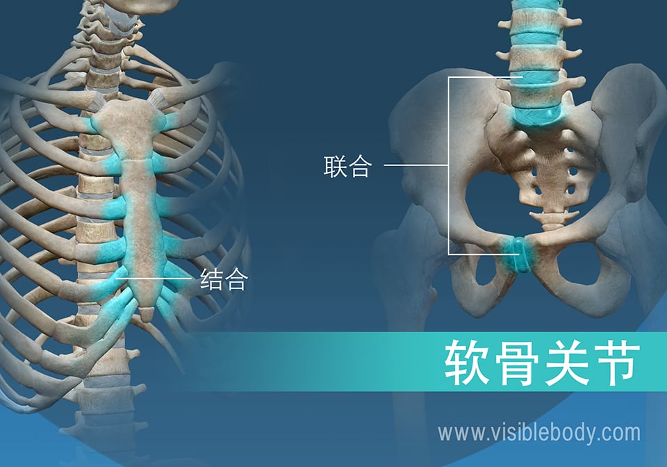 透明软骨结合和纤维软骨联合，两种类型的软骨关节